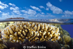 Hard Corals by Steffen Binke 